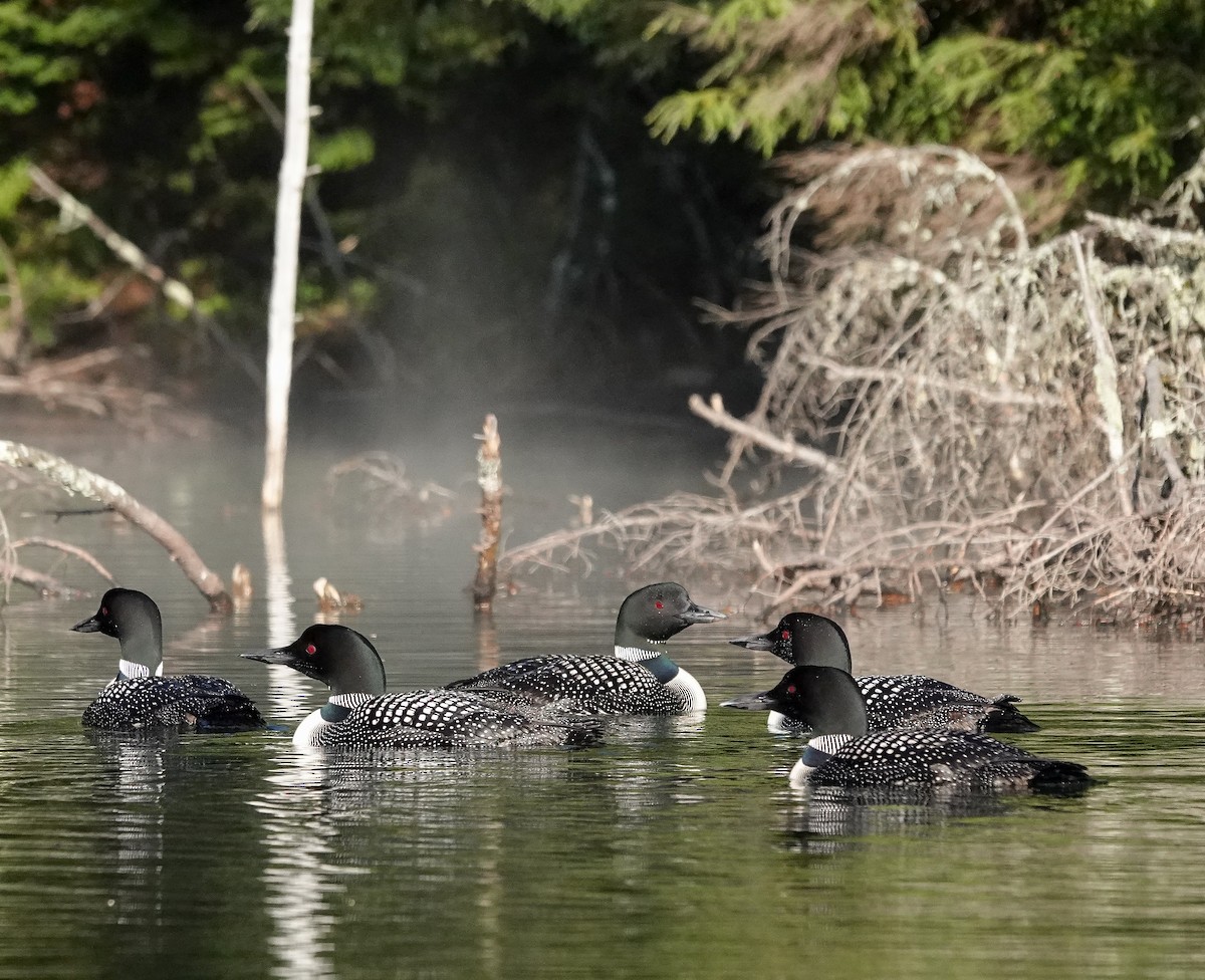 Common Loon - ML640469846