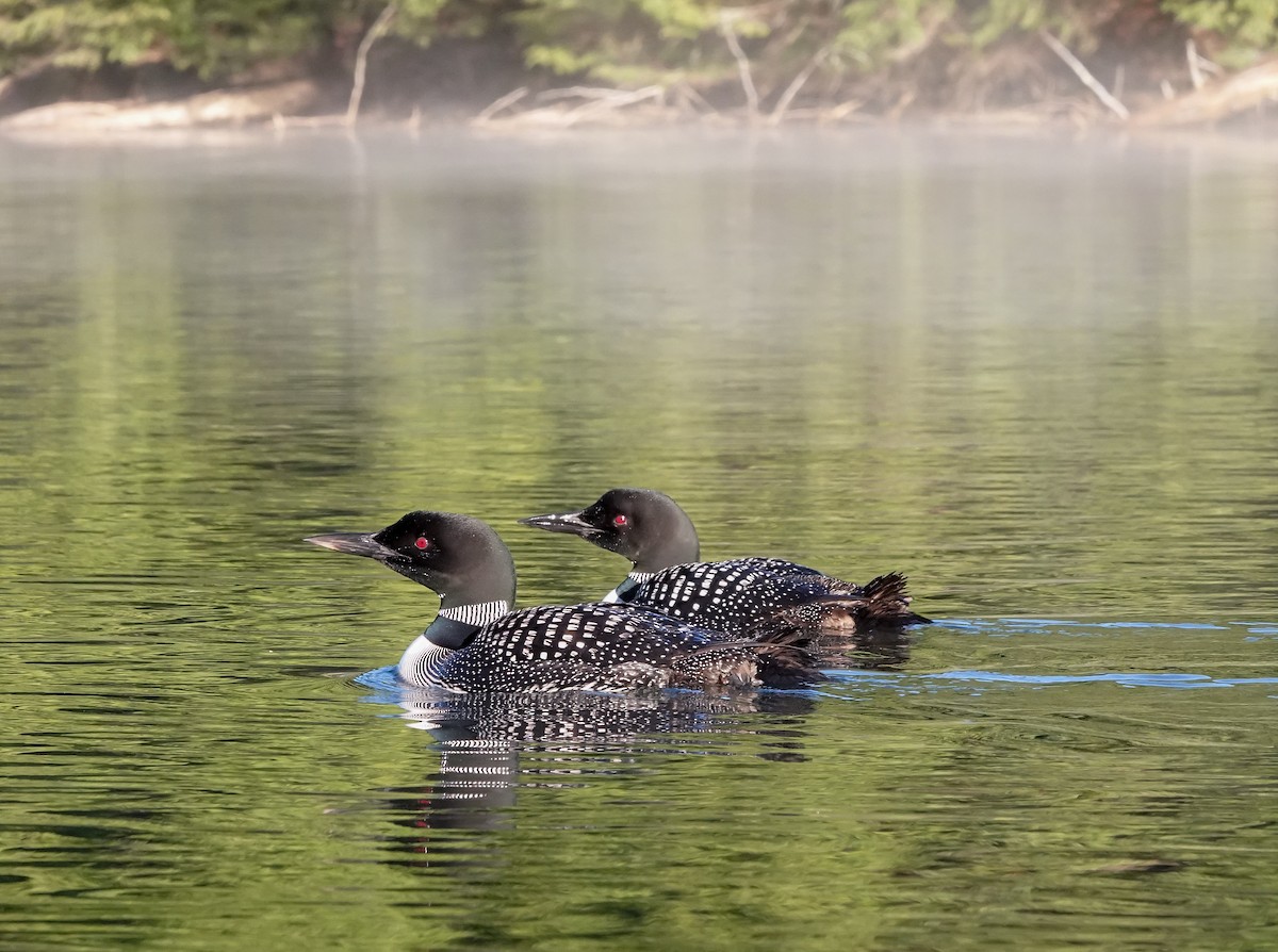 Common Loon - ML640469848