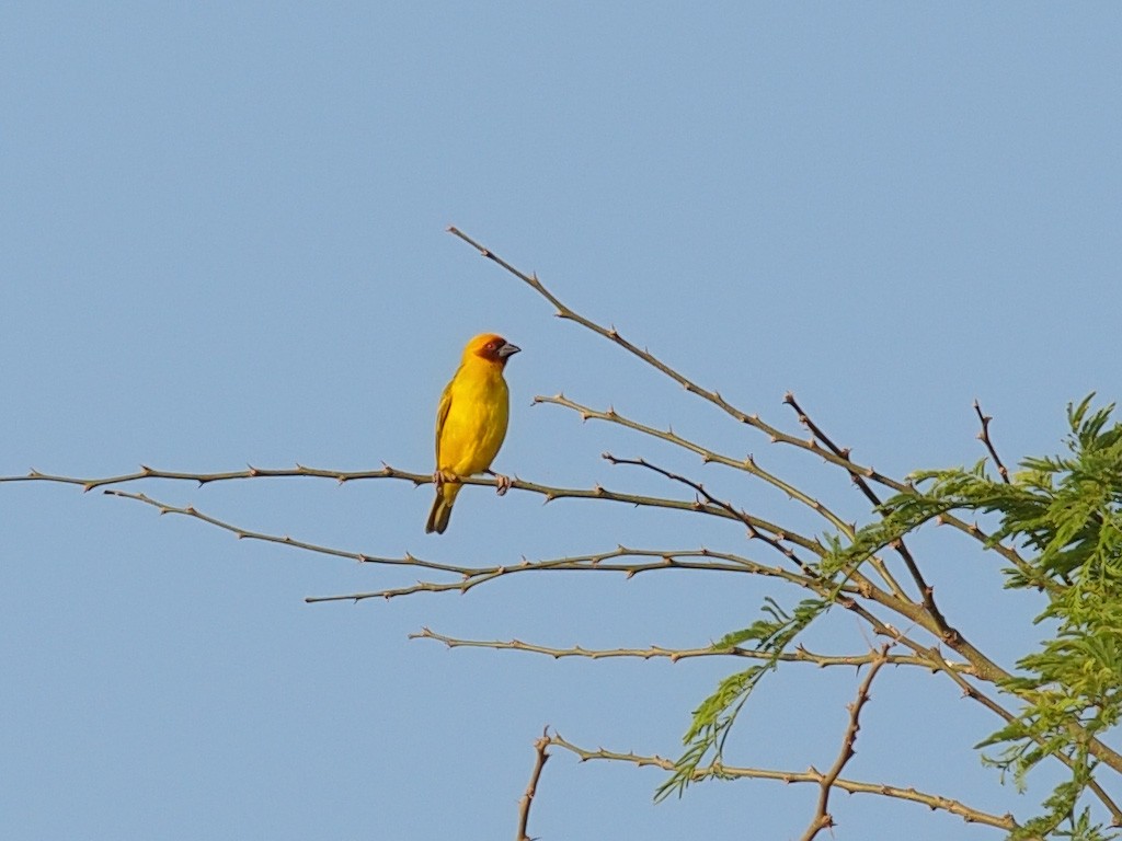 Rüppell's Weaver - ML640469879
