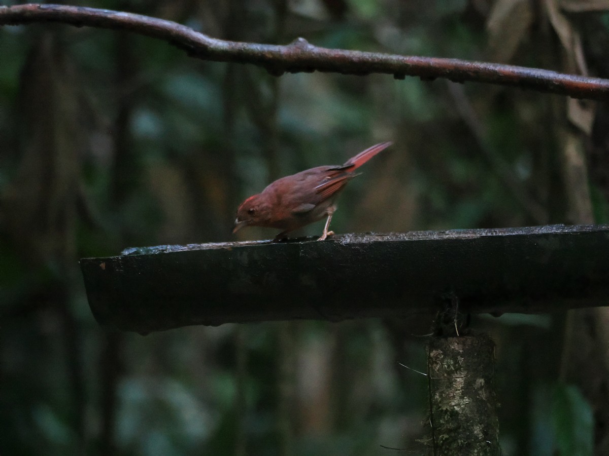 Red-crowned Ant-Tanager - ML640469893