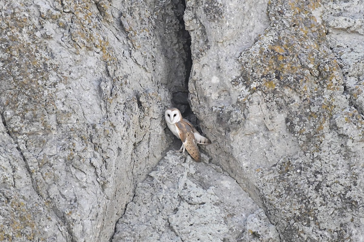 American Barn Owl - ML640469969