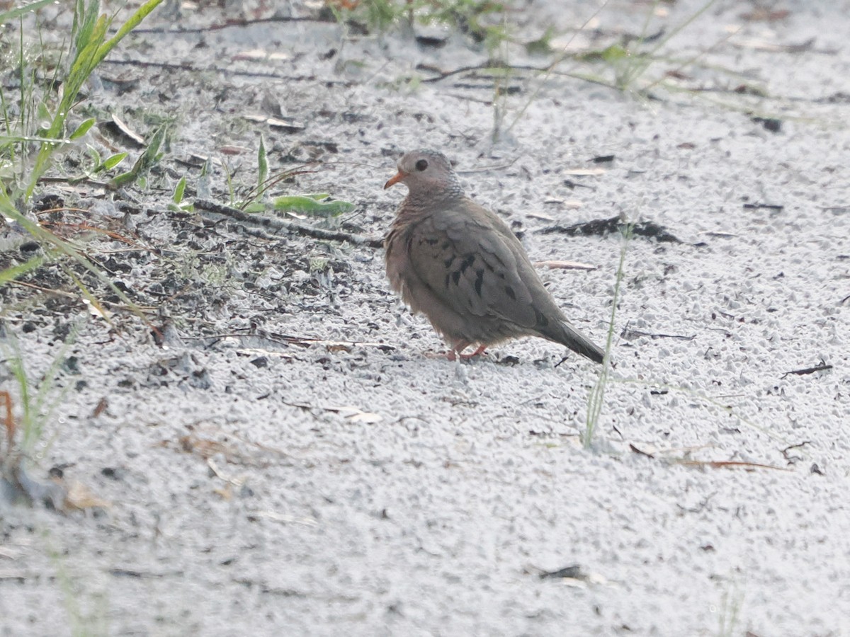 Common Ground Dove - ML640469987