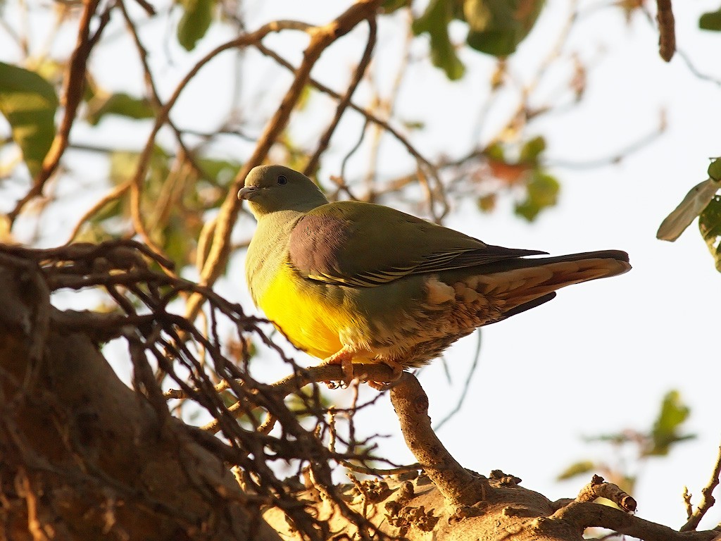 Bruce's Green-Pigeon - ML640469993