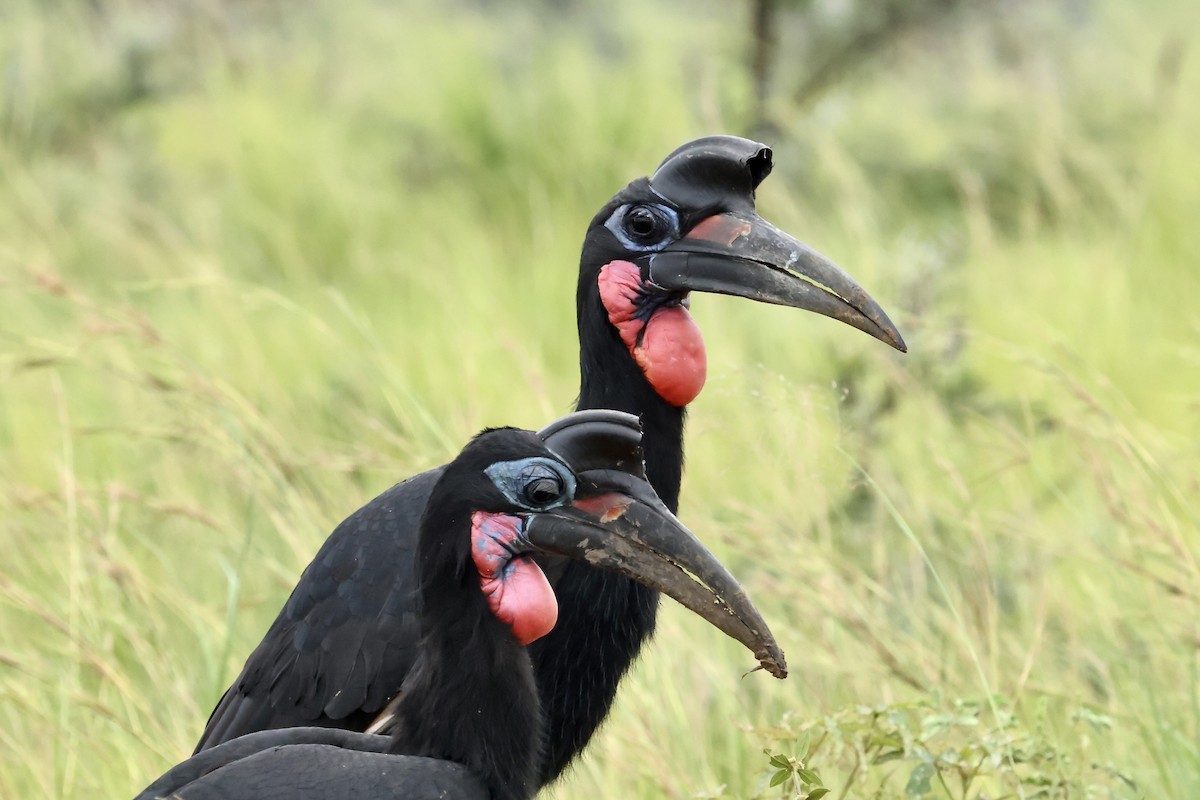 Abyssinian Ground-Hornbill - ML640470008