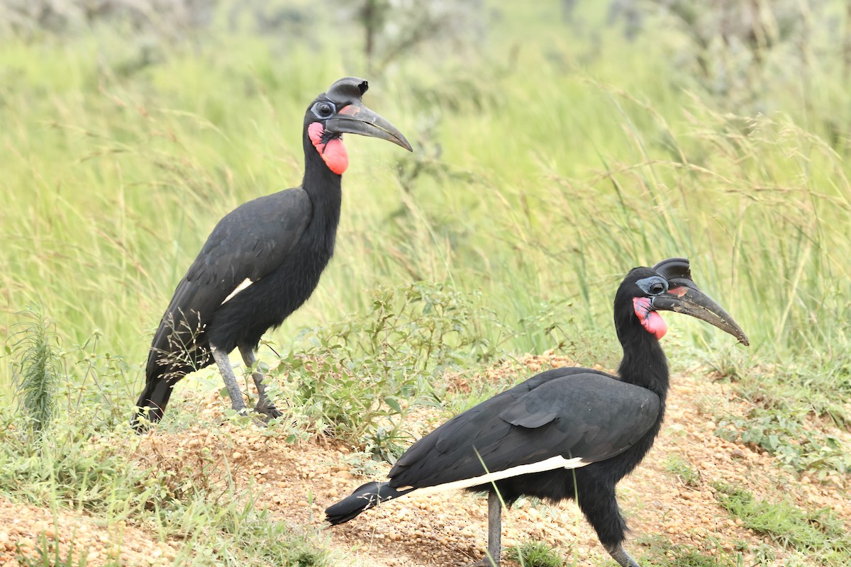 Abyssinian Ground-Hornbill - ML640470009