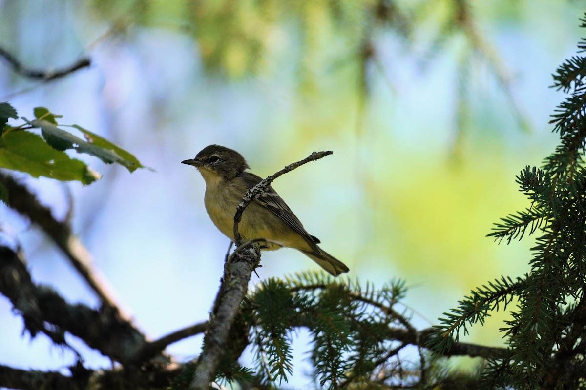 Pine Warbler - ML640470010