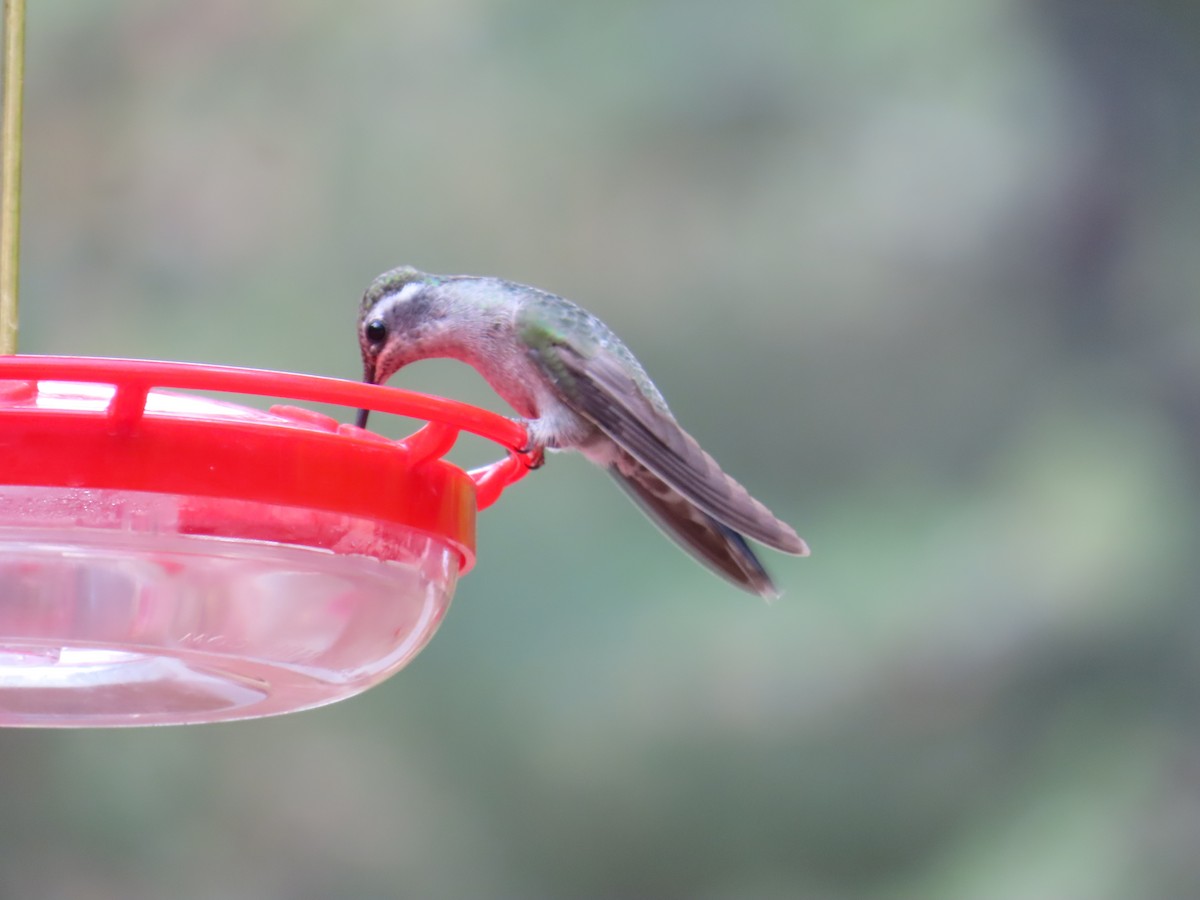 Rivoli's Hummingbird - ML640470034