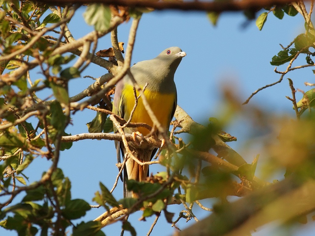 Bruce's Green-Pigeon - ML640470039