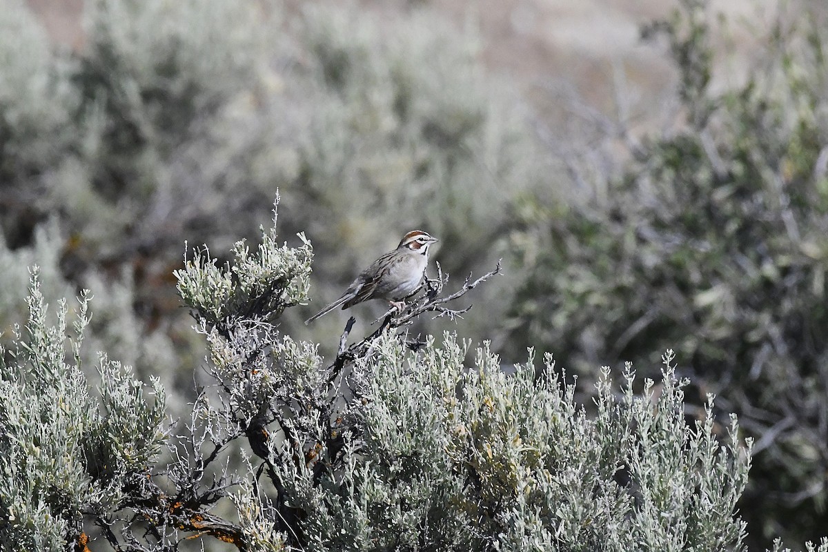 Lark Sparrow - ML640470051