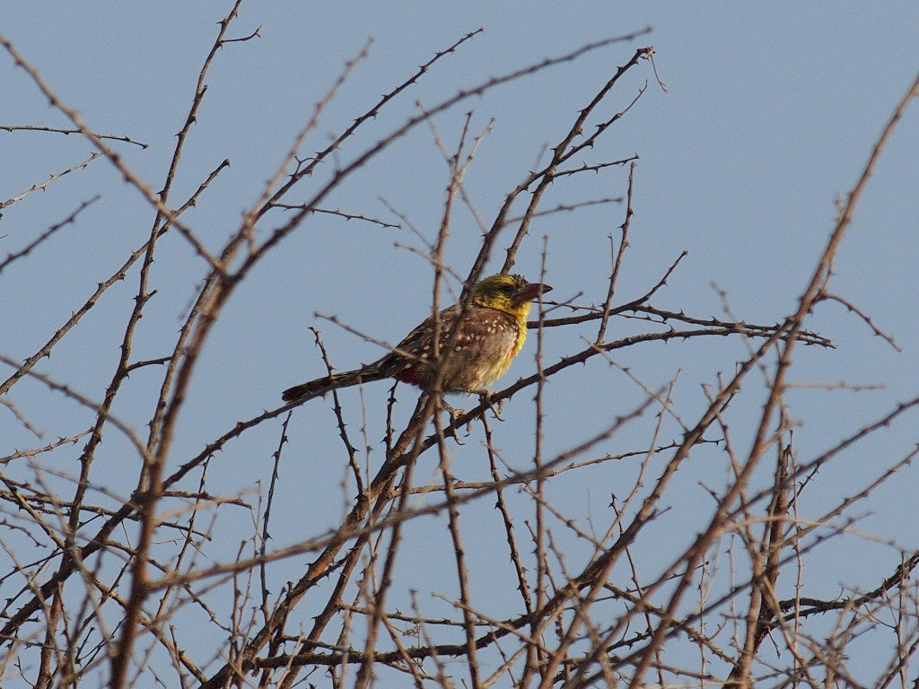 Yellow-breasted Barbet - ML640470053