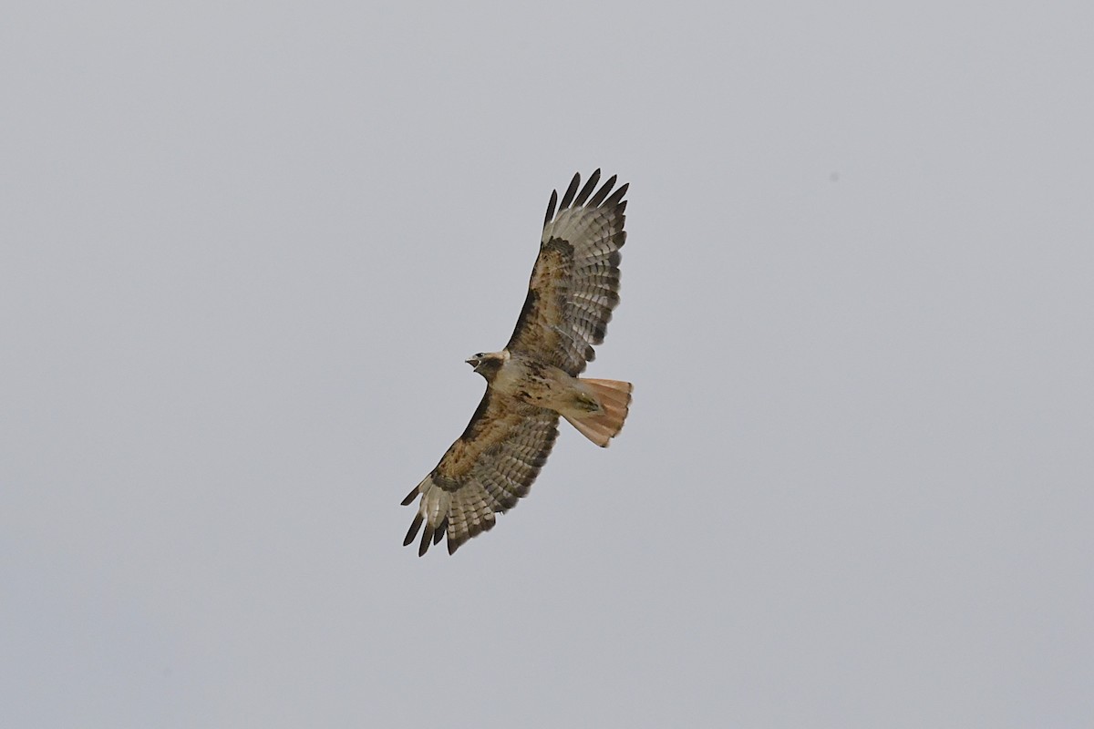 Red-tailed Hawk - ML640470064