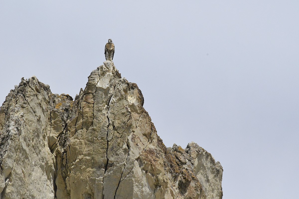 Red-tailed Hawk - ML640470065