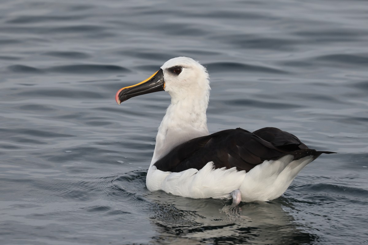 Atlantic Yellow-nosed Albatross - ML640470081