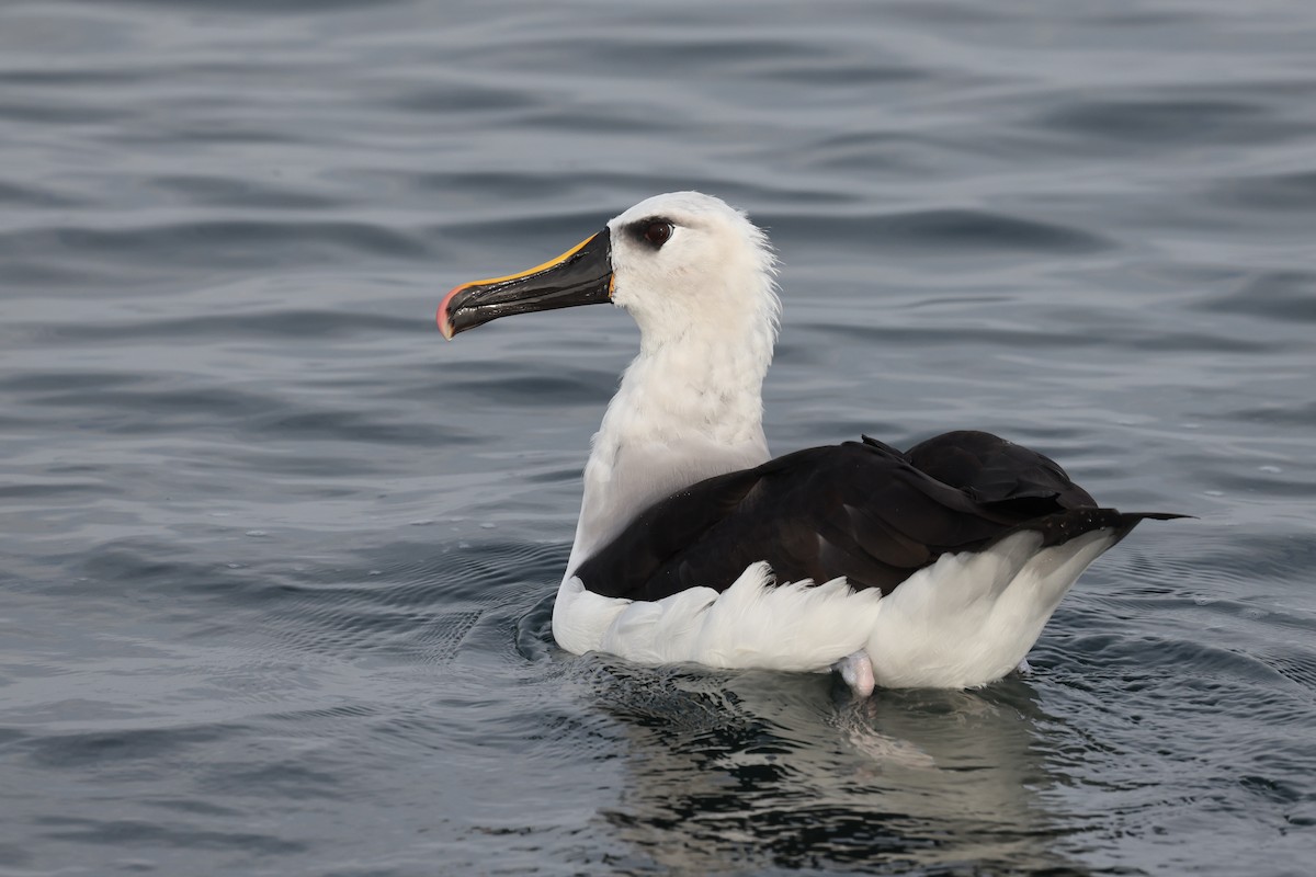 Atlantic Yellow-nosed Albatross - ML640470082