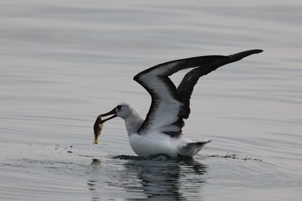 Atlantic Yellow-nosed Albatross - ML640470083