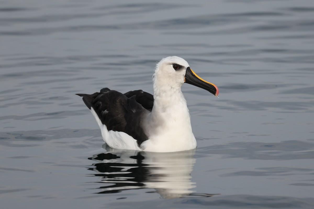 Atlantic Yellow-nosed Albatross - ML640470084