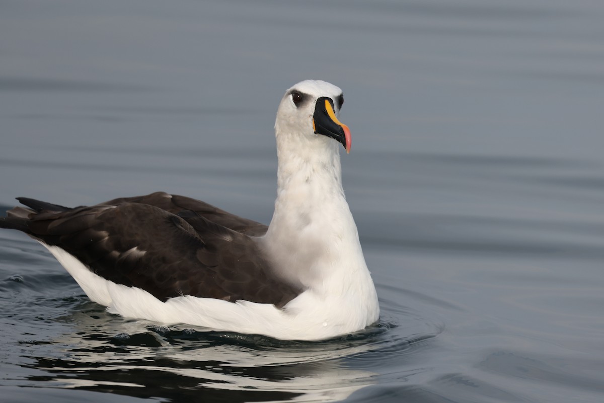 Atlantic Yellow-nosed Albatross - ML640470085