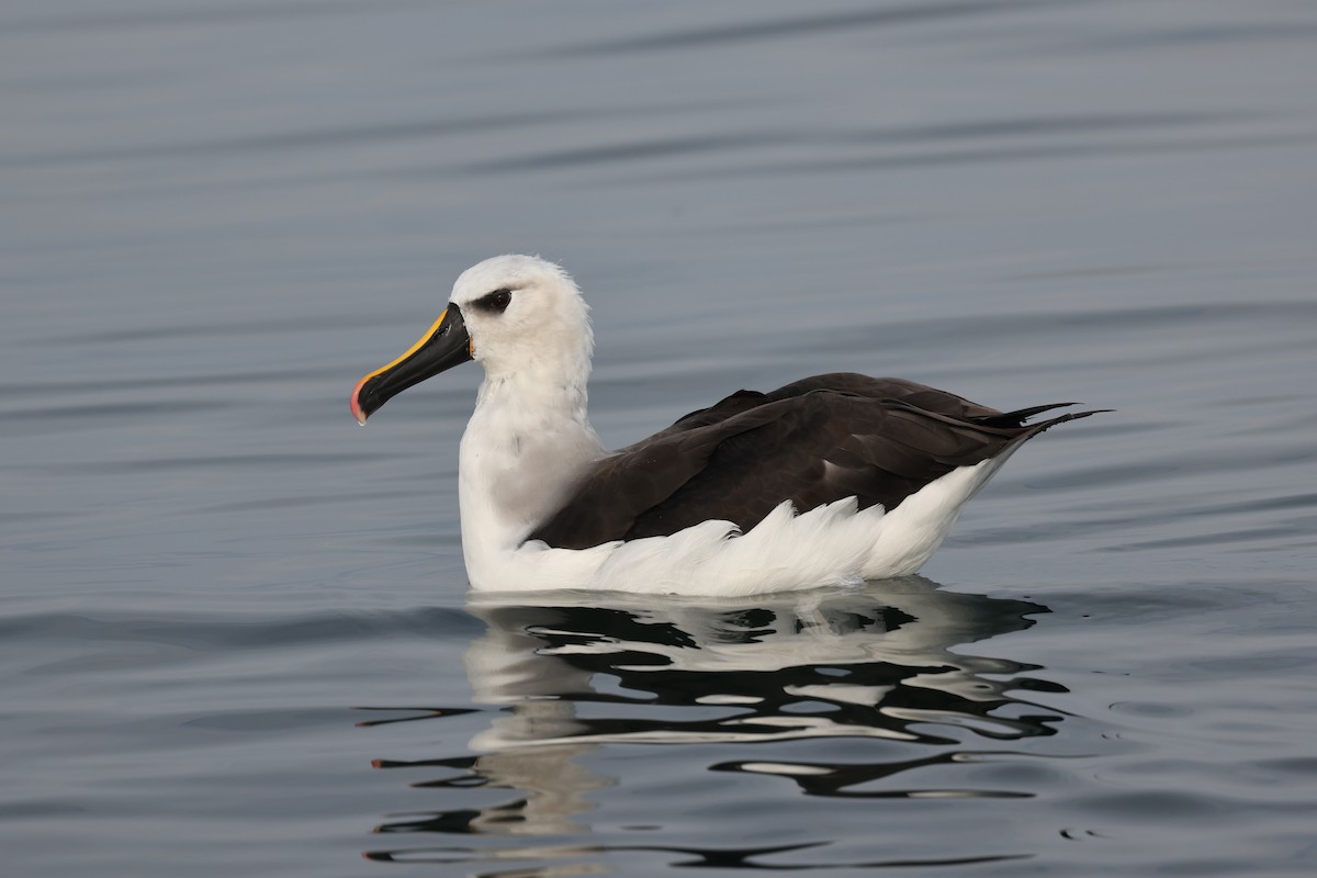 Atlantic Yellow-nosed Albatross - ML640470086