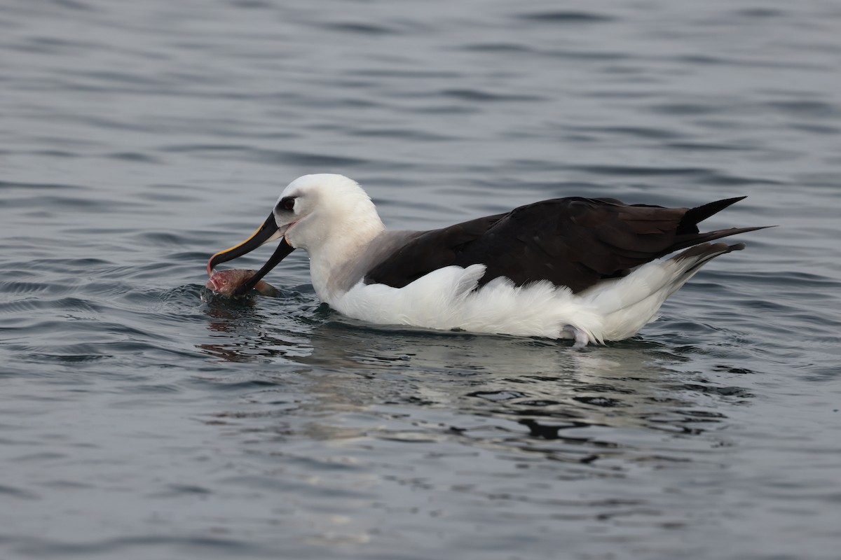 Atlantic Yellow-nosed Albatross - ML640470087