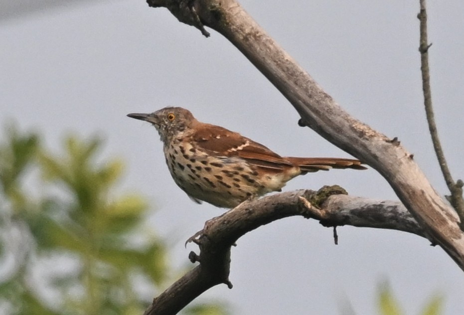 Brown Thrasher - ML640470090
