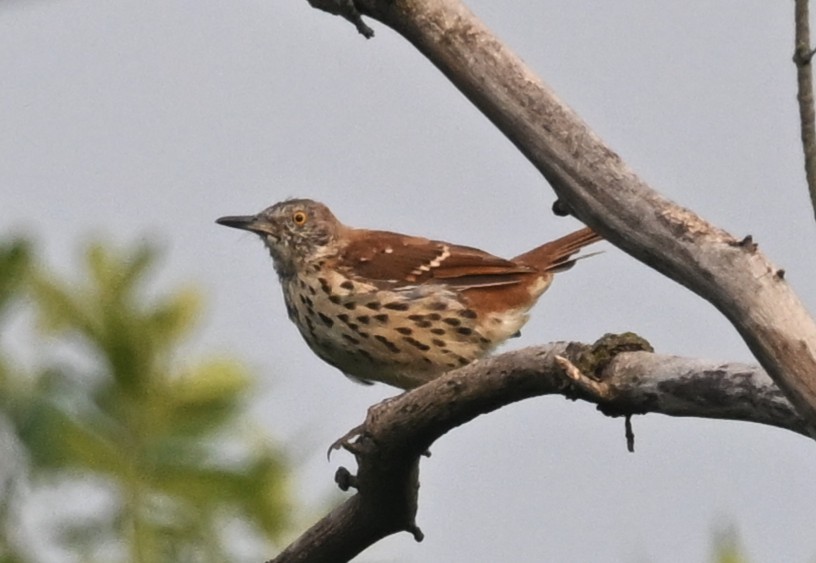 Brown Thrasher - ML640470095