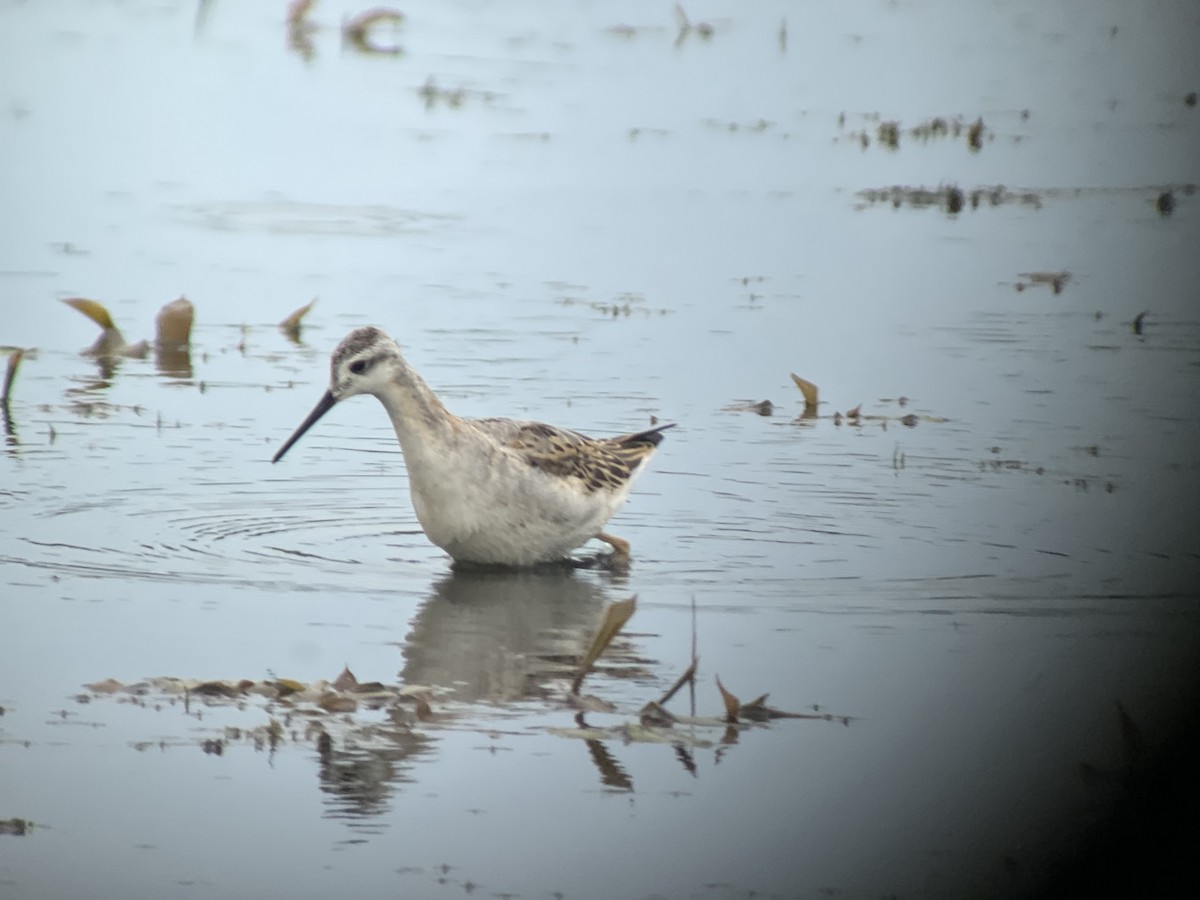 Wilson's Phalarope - ML640470189