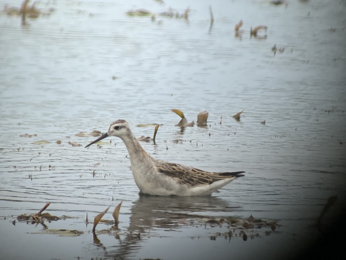Wilson's Phalarope - ML640470190