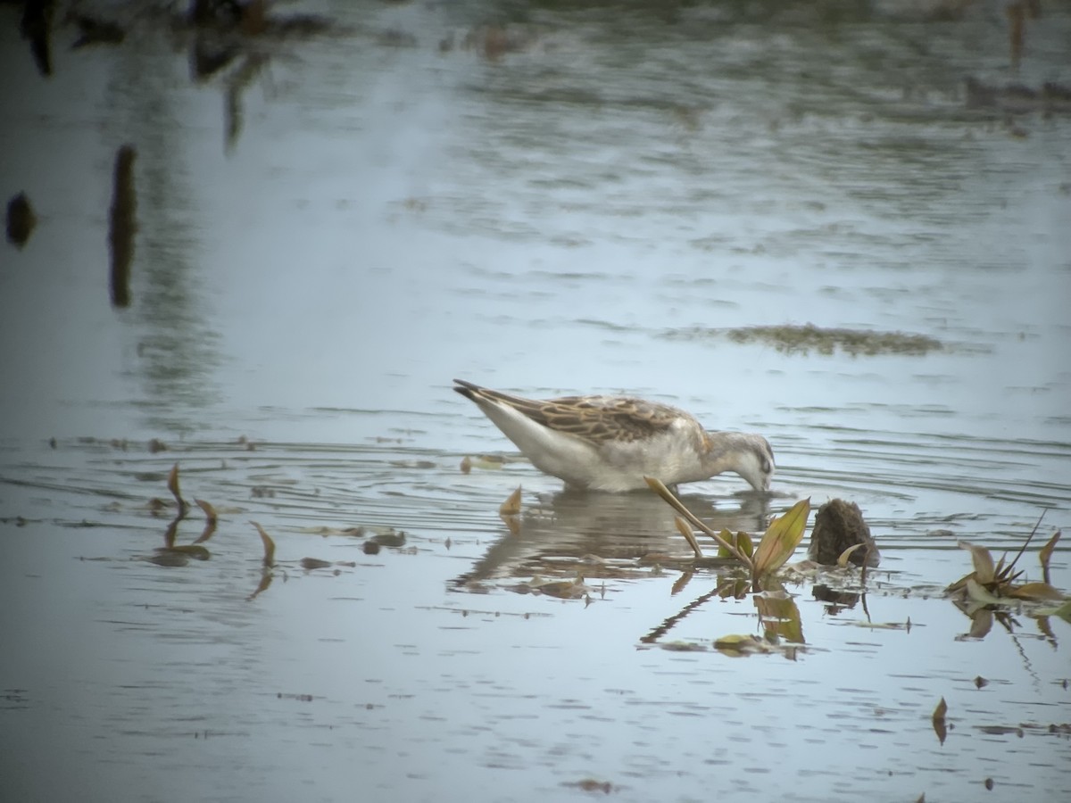 Wilson's Phalarope - ML640470191