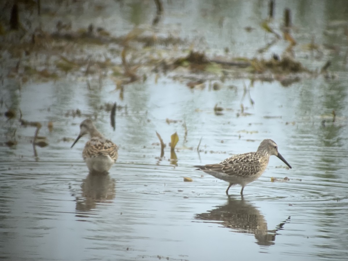 Wilson's Phalarope - ML640470192