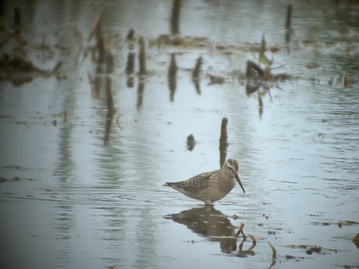 Stilt Sandpiper - ML640470233