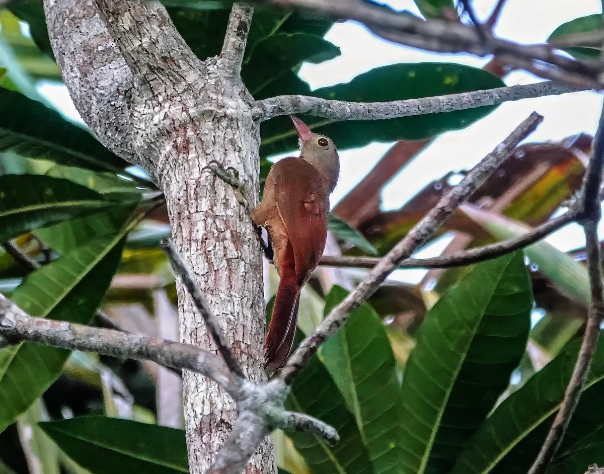 Uniform Woodcreeper - ML640470279