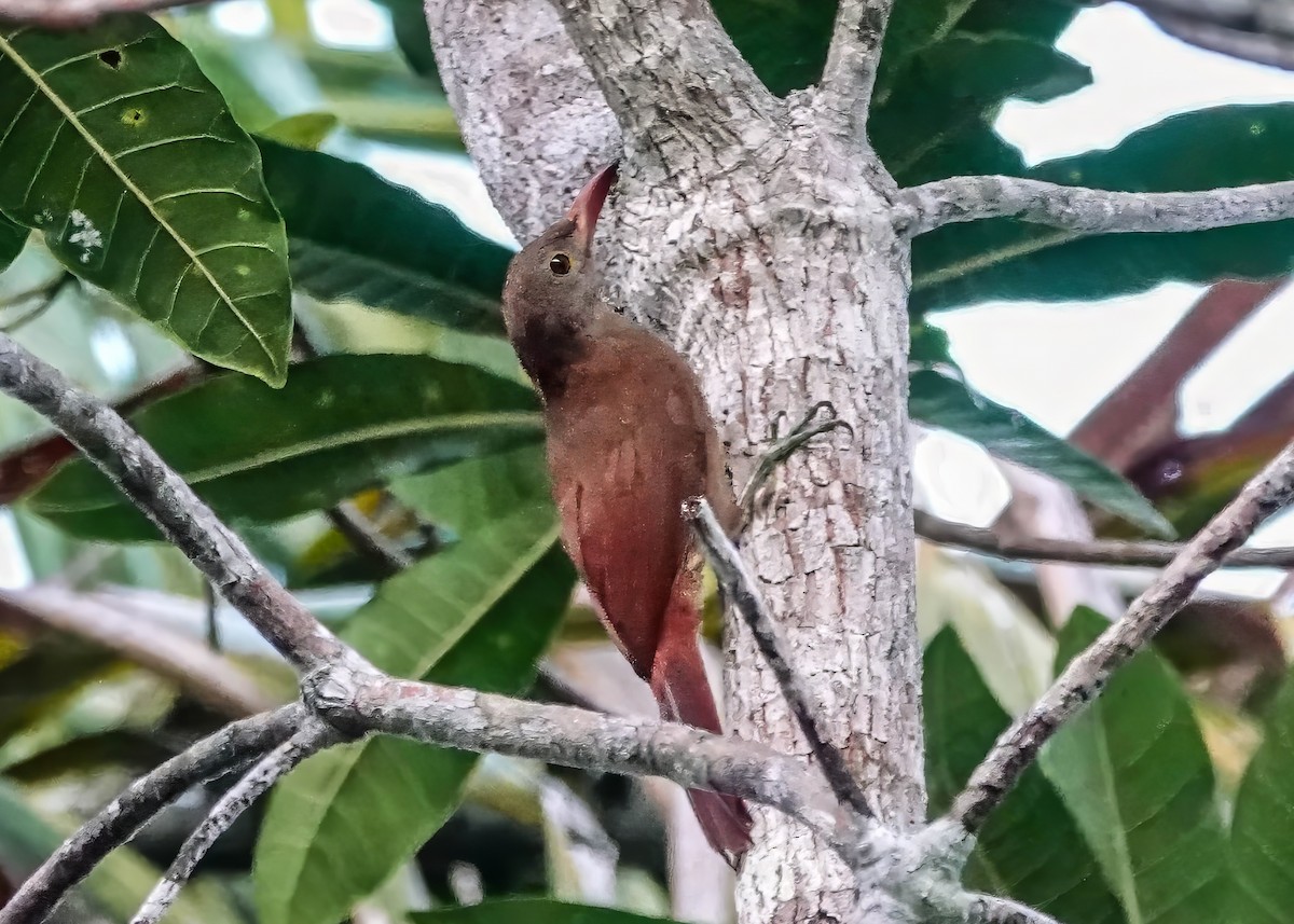 Uniform Woodcreeper - ML640470280