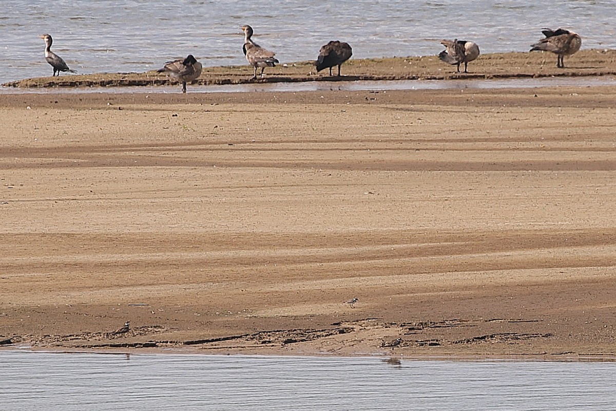 Semipalmated Plover - ML640470361
