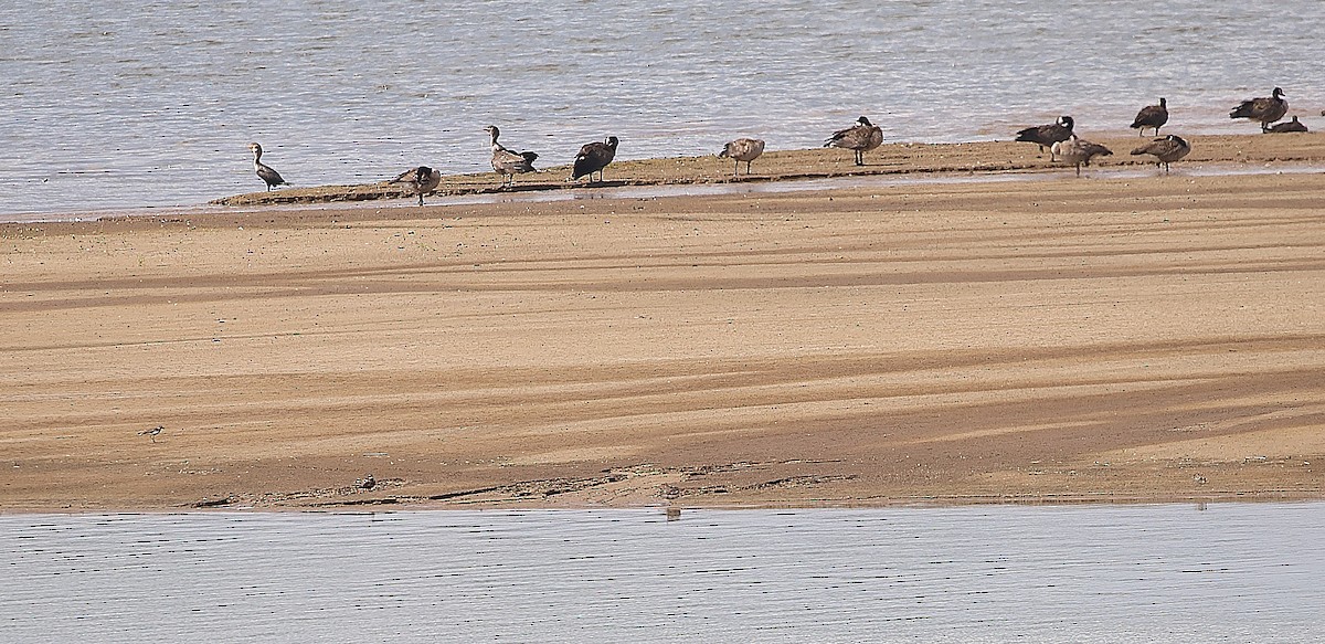 Semipalmated Plover - ML640470363