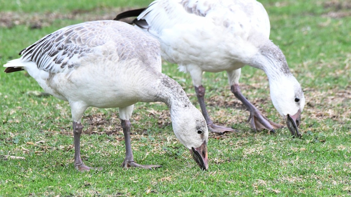 Snow Goose - ML640470374
