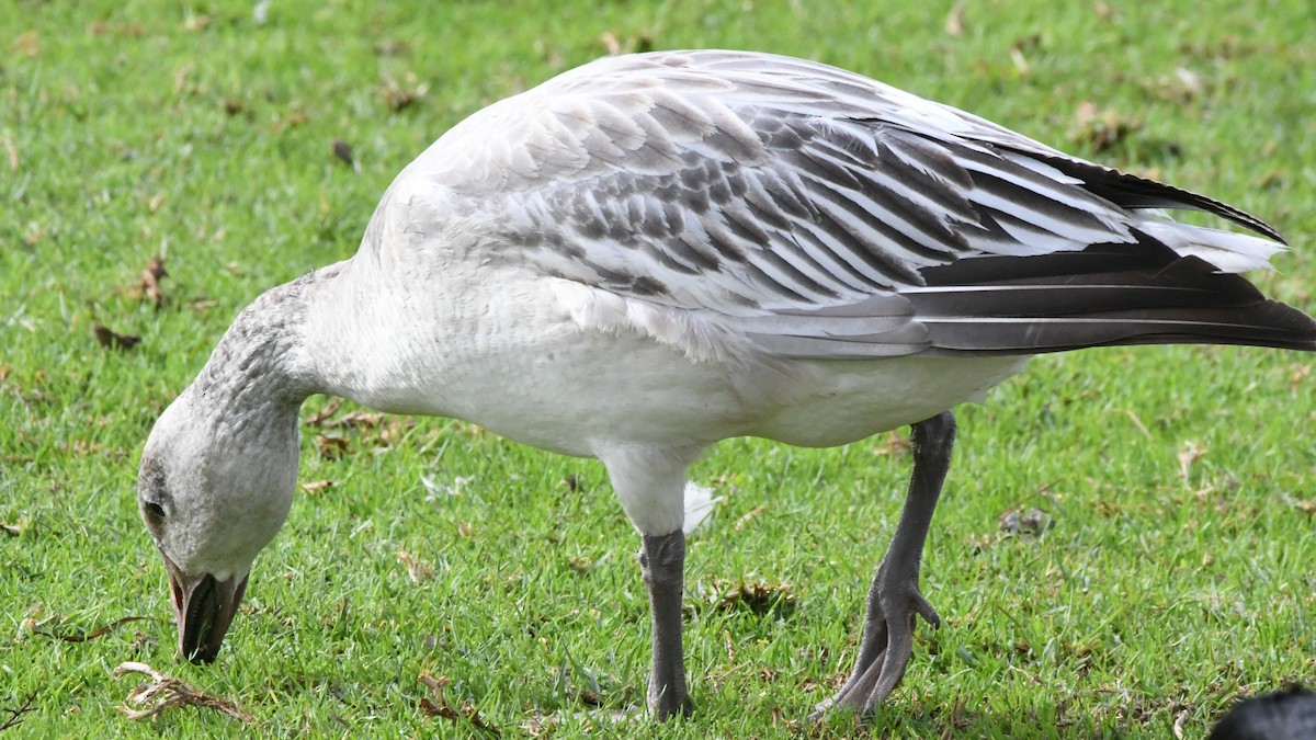 Snow Goose - ML640470375