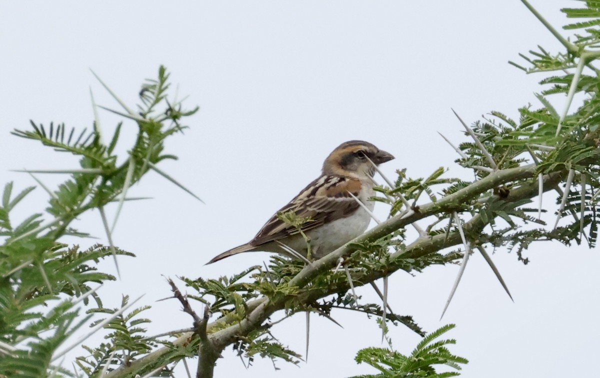 Shelley's Rufous Sparrow - ML640470393
