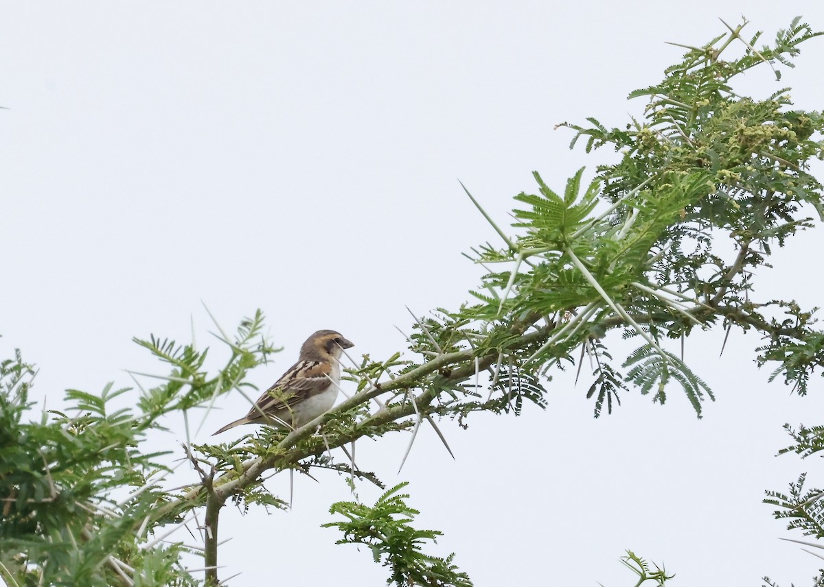 Shelley's Rufous Sparrow - ML640470395