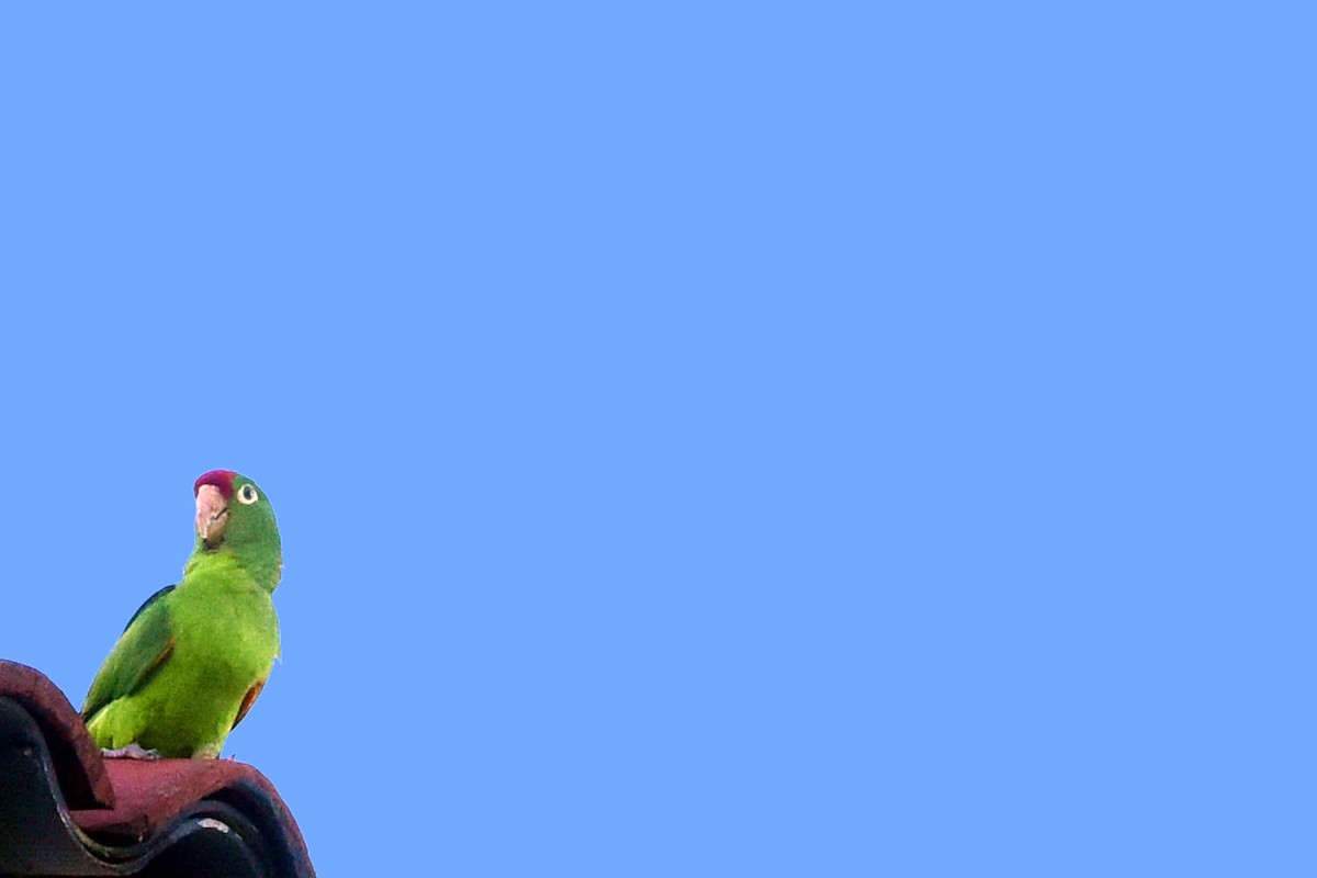 Crimson-fronted Parakeet - ML640470466