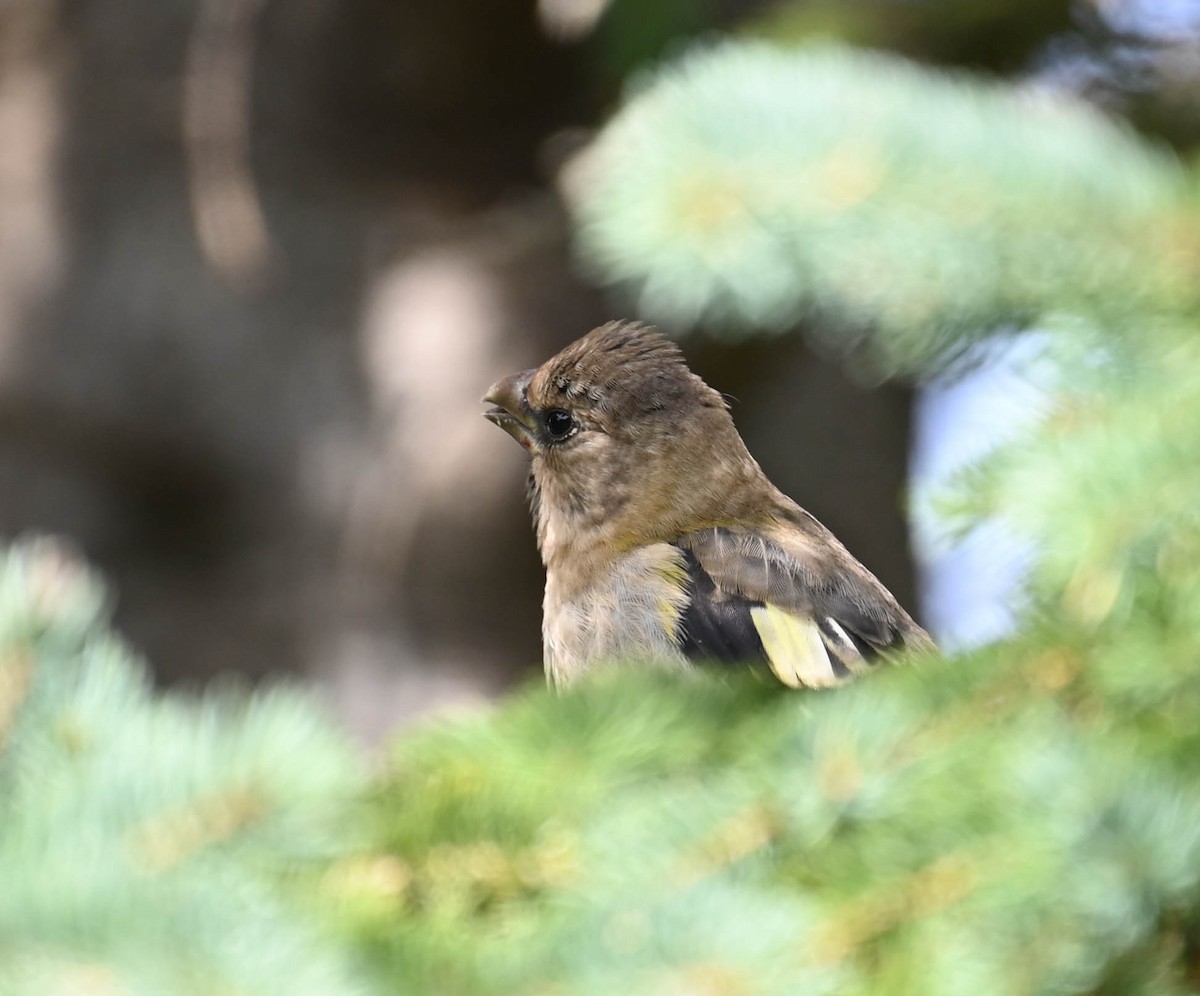 Evening Grosbeak - ML640470506