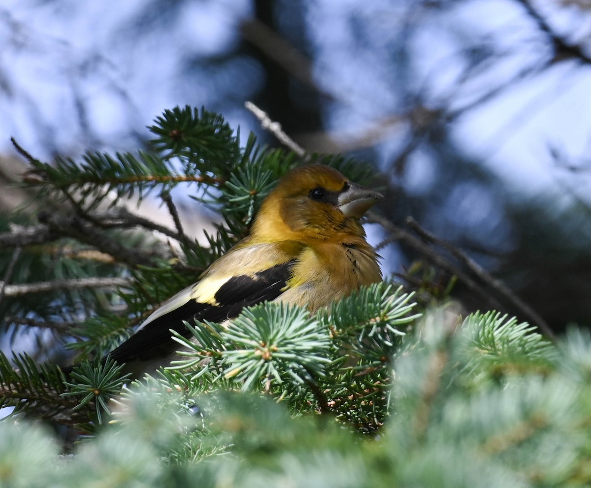 Evening Grosbeak - ML640470507