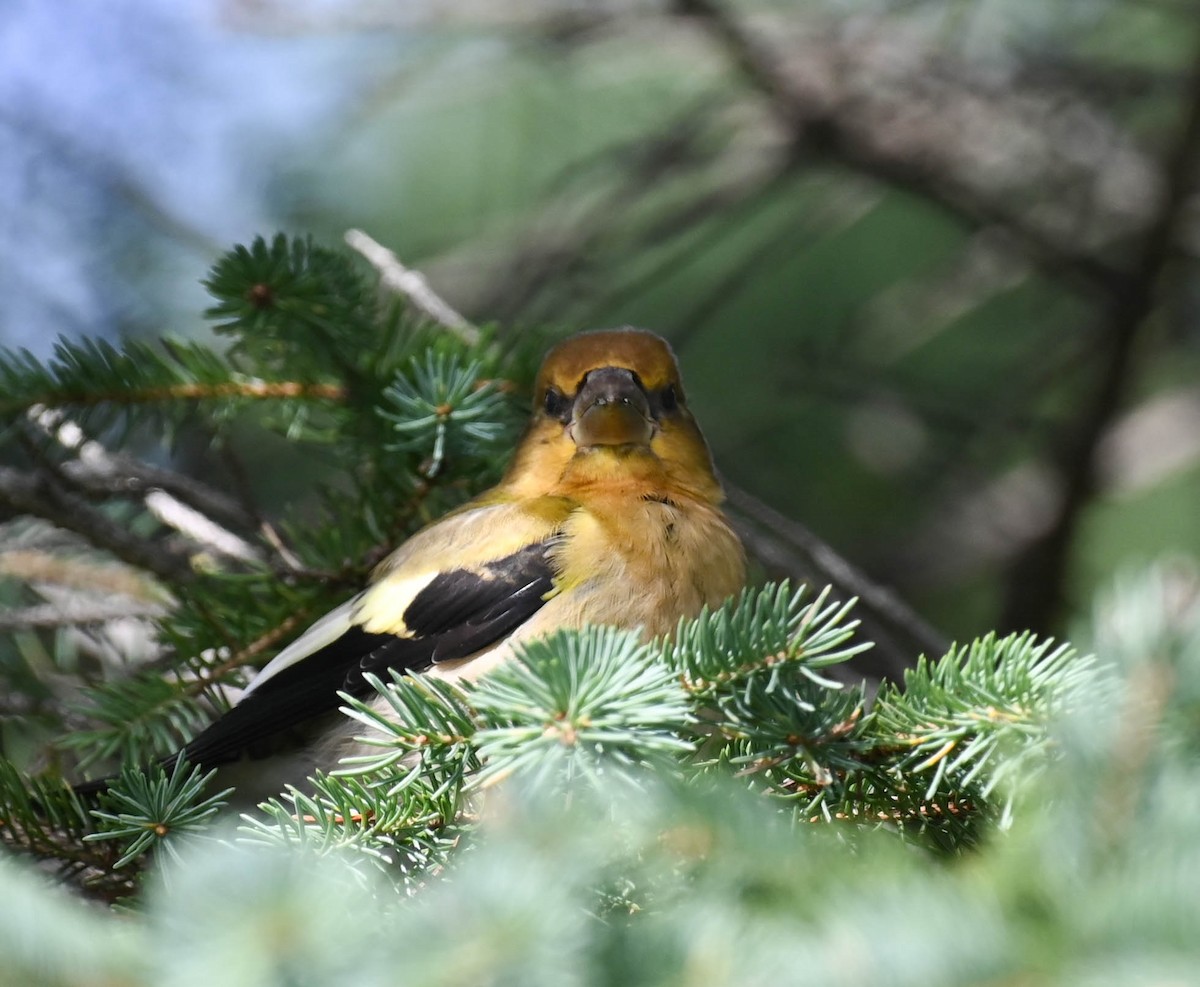 Evening Grosbeak - ML640470508