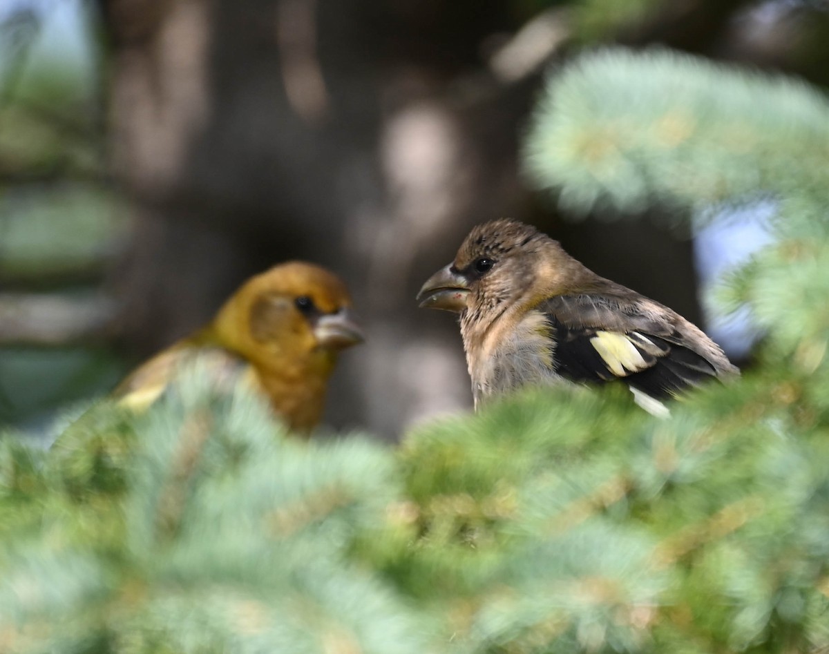 Evening Grosbeak - ML640470509