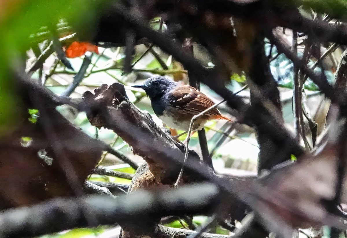 Chestnut-tailed Antbird - ML640470586