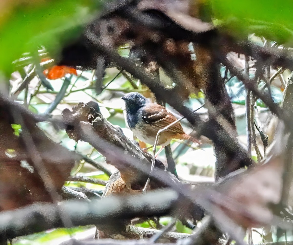 Chestnut-tailed Antbird - ML640470587