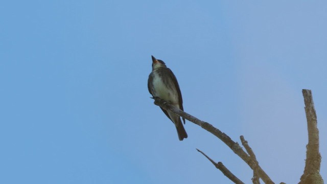 Olive-sided Flycatcher - ML640470662