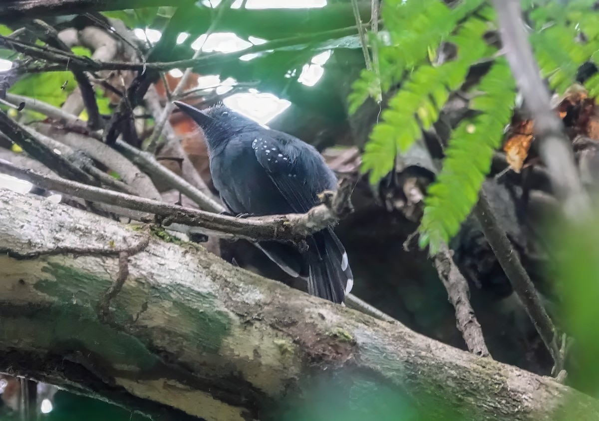 Gray Antbird - ML640470700