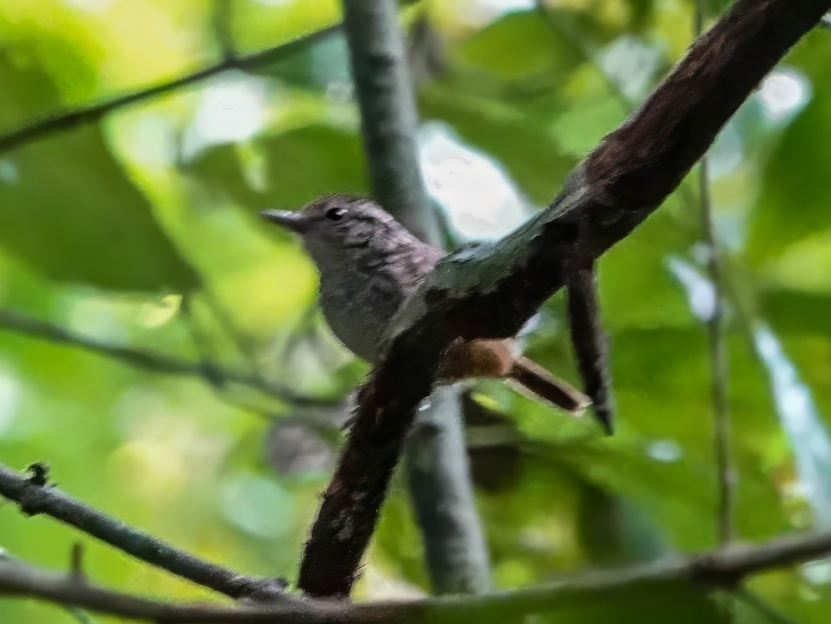 Manicore Warbling-Antbird - ML640470711