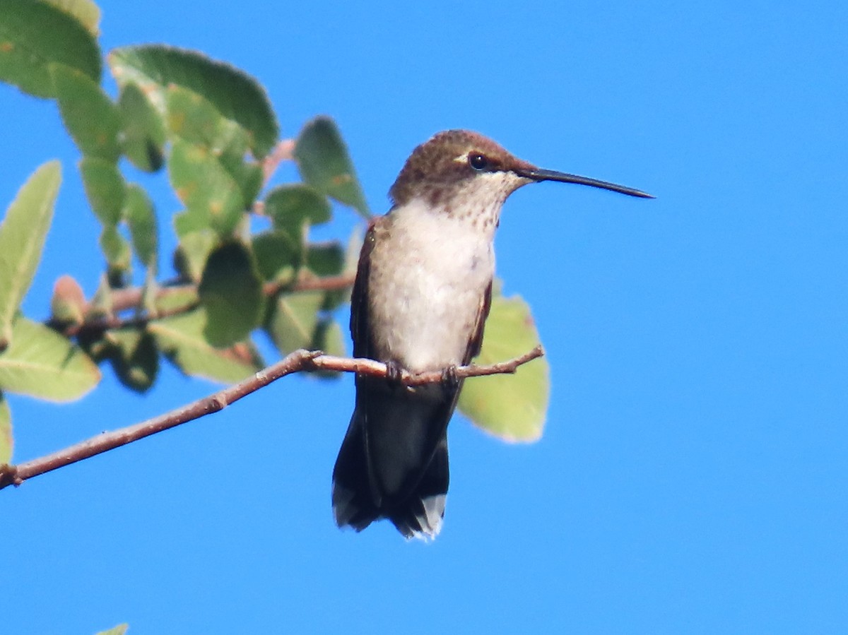 Black-chinned Hummingbird - ML640470767