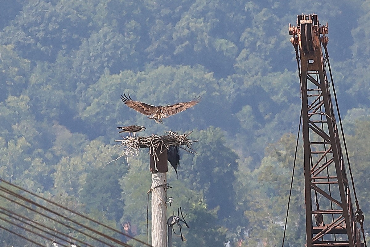 Osprey - ML640470768